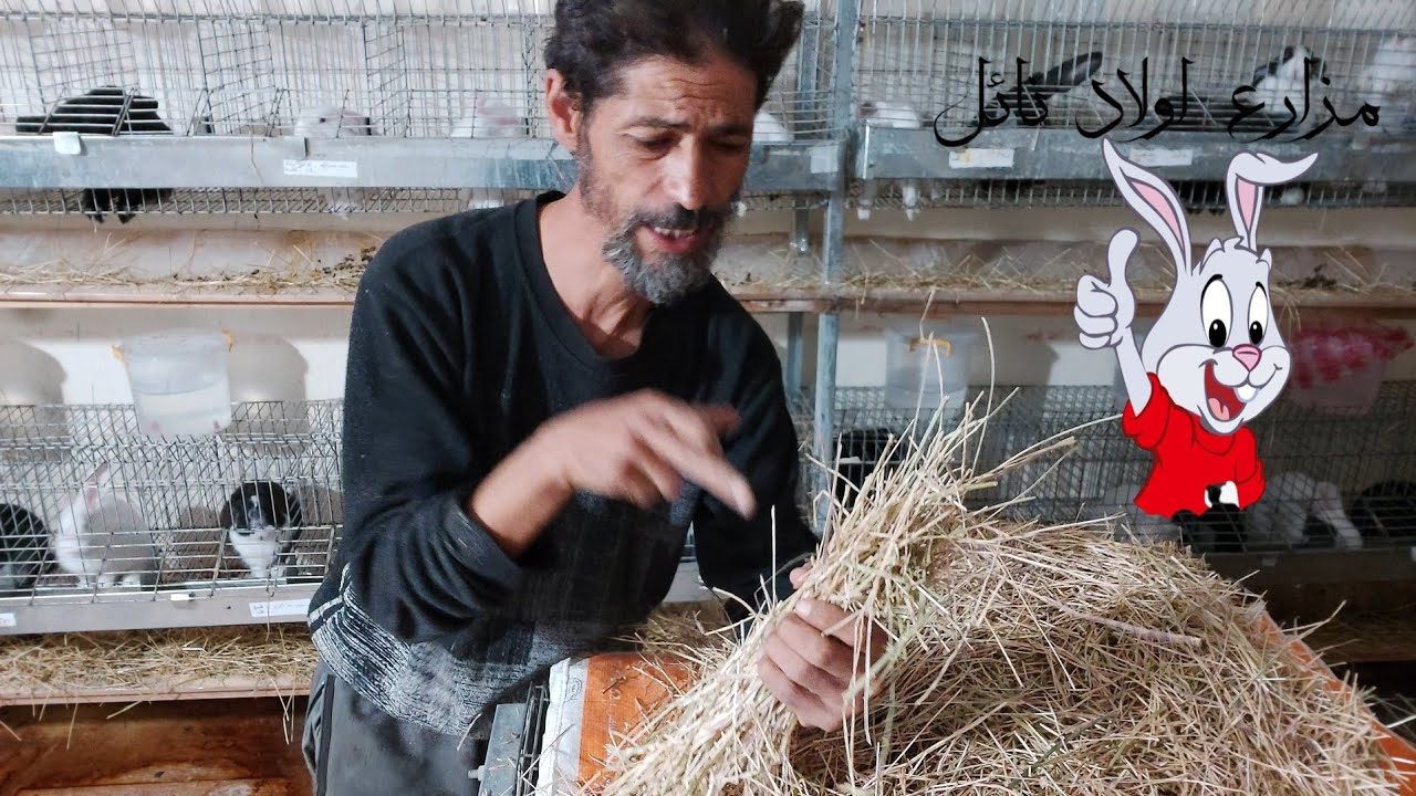 من بدائل العلف تقديم التبن للارانب