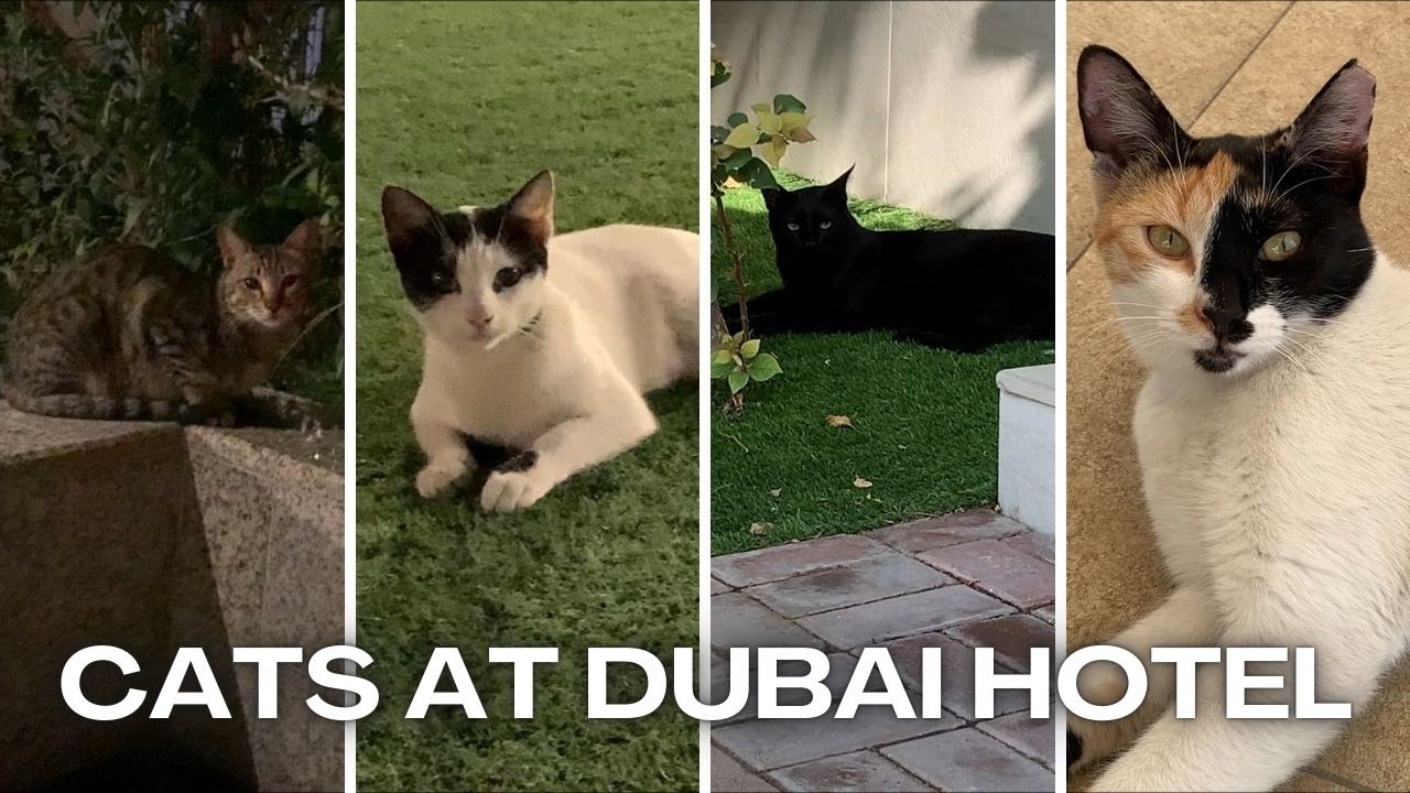 4 Friendly Cats at Le Méridien Dubai Hotel | Sweet Furry Breaks During Our Conference