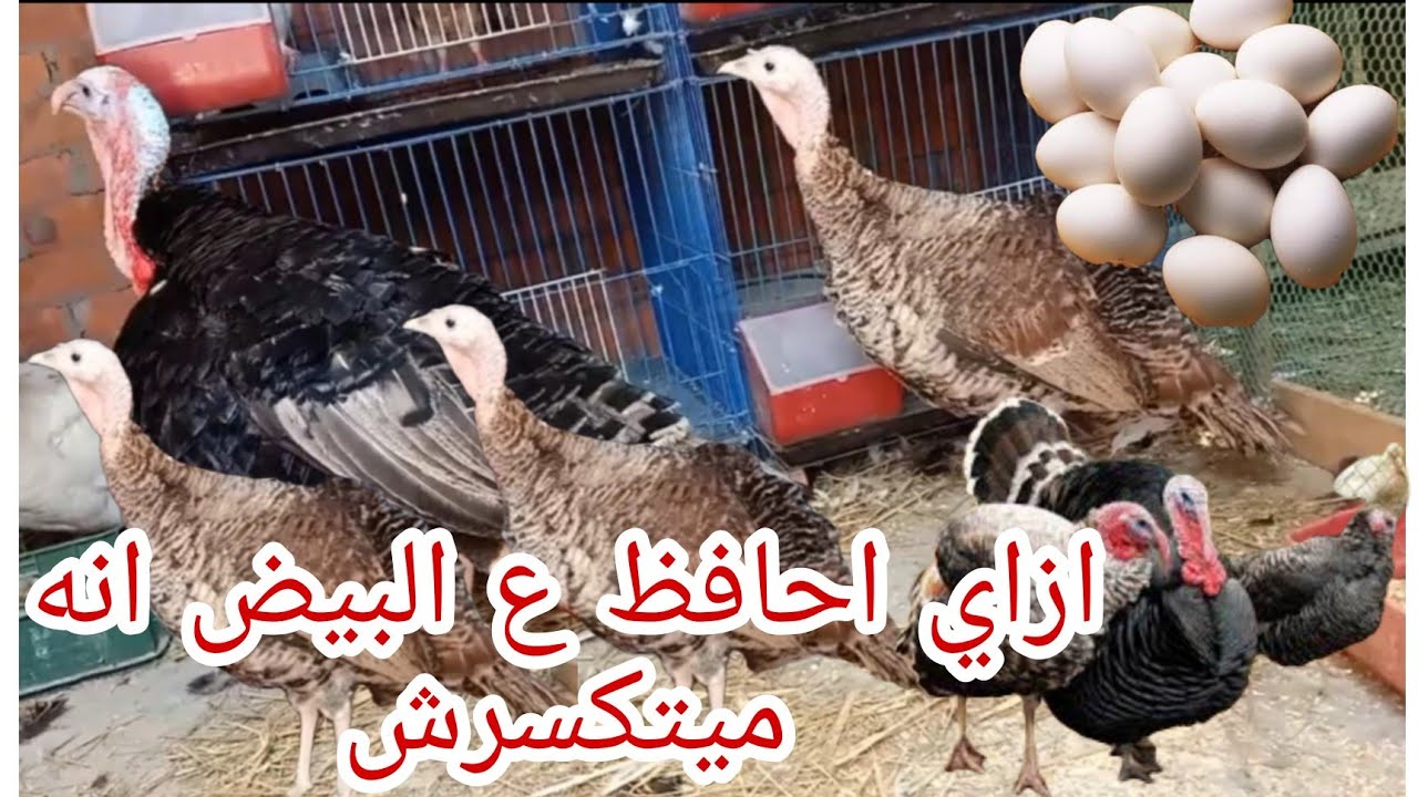 لو انثي الديك الرومي باضت لاول مره ازاي احافظ علي بيضها