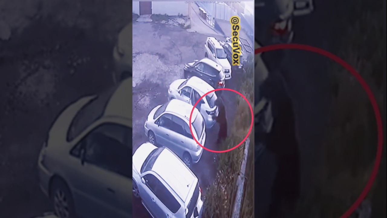 Unbelievable Moment a Bear Walks Through a Parking Lot! 🐻😱