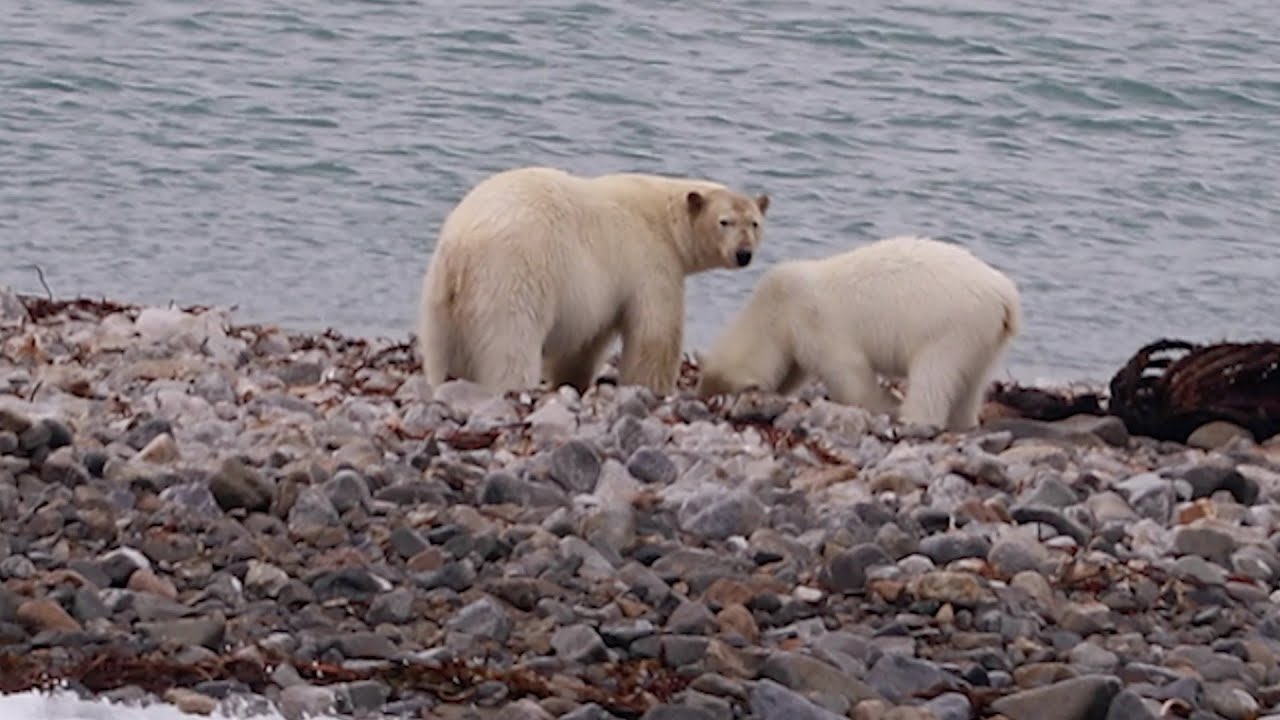 斯瓦尔巴群岛 - 北极圈之旅 @2023