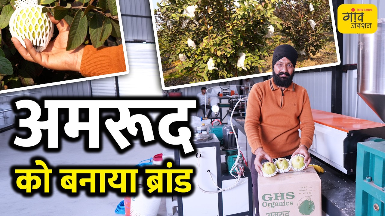 अमरूद की खेती से सालाना ₹2 करोड़ की कमाई! खेत में ही लगा डाली फैक्ट्री, जानिए पूरा बिजनेस मॉडल