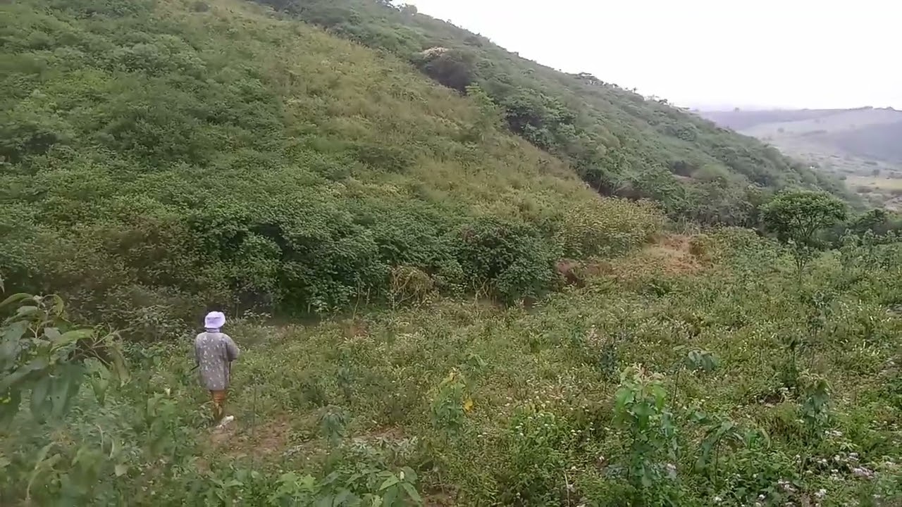 Ca&ccedil;ada - Cachorrada arrochando