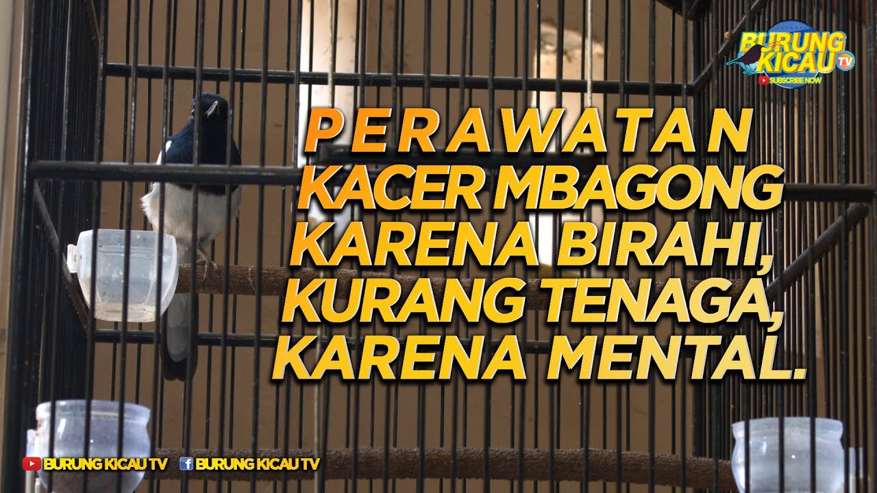 PERAWATAN KACER MBAGONG KARENA BIRAHI, KURANG TENAGA, KARENA MENTAL