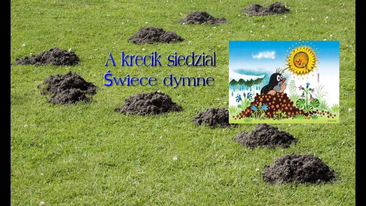 Najlepszy  skuteczny sposób na krety ? Jak pozbyć się kreta- polska komedia