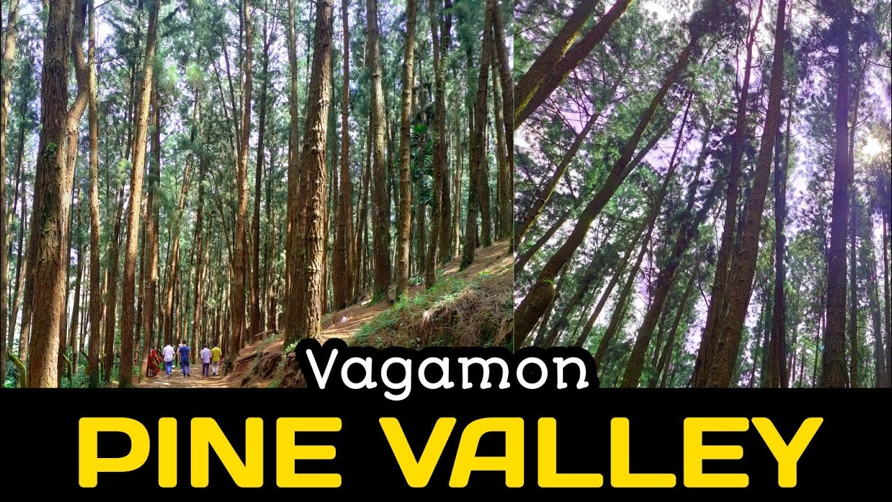 Pine Valley Vagamon l Idukki Tourism