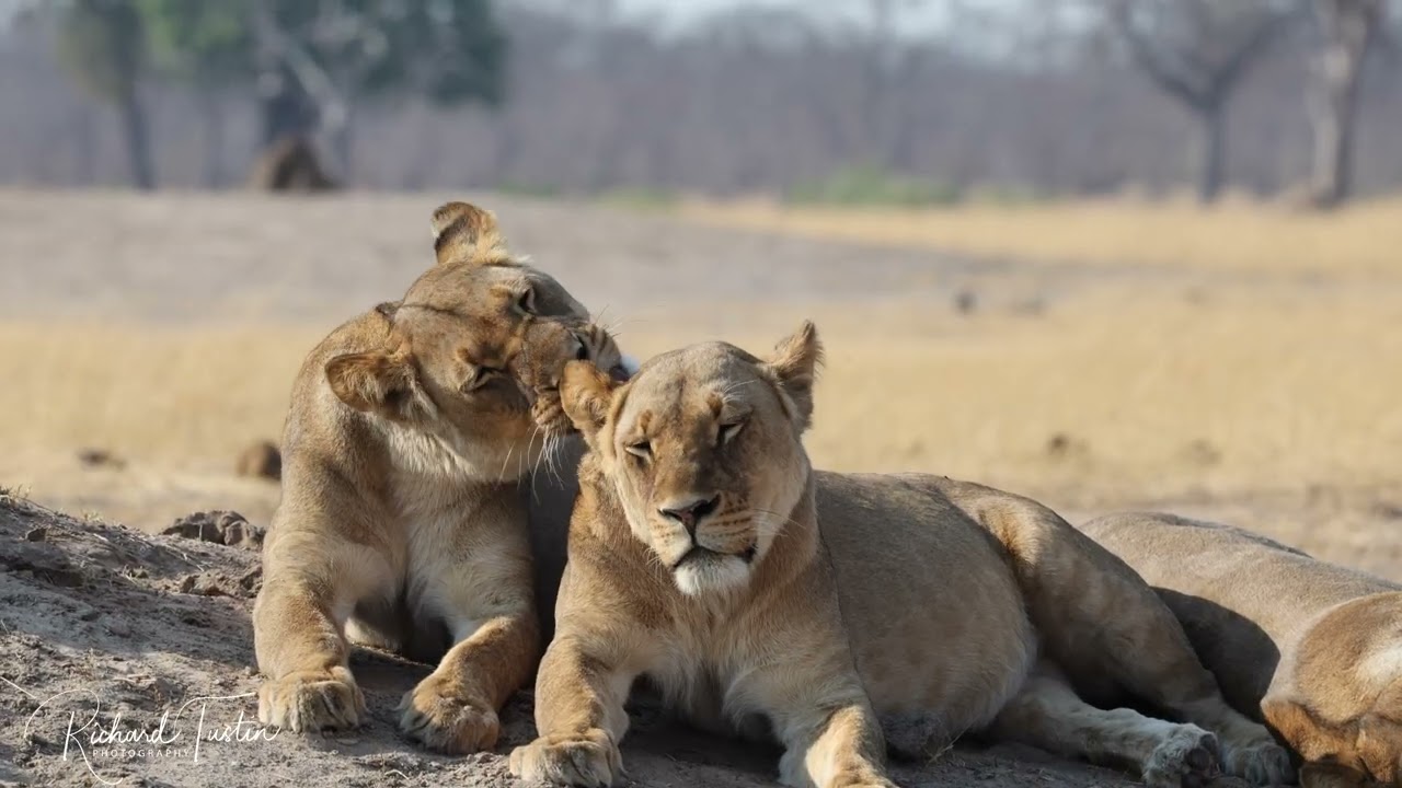 Lionesses