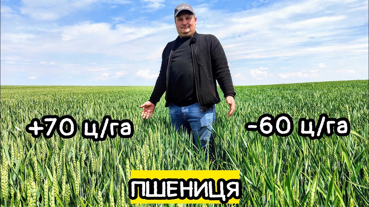 70% врожайності ПШЕНИЦІ - прапорцевий листок👍 Чому краще добрива із біостимулятором від Timac?