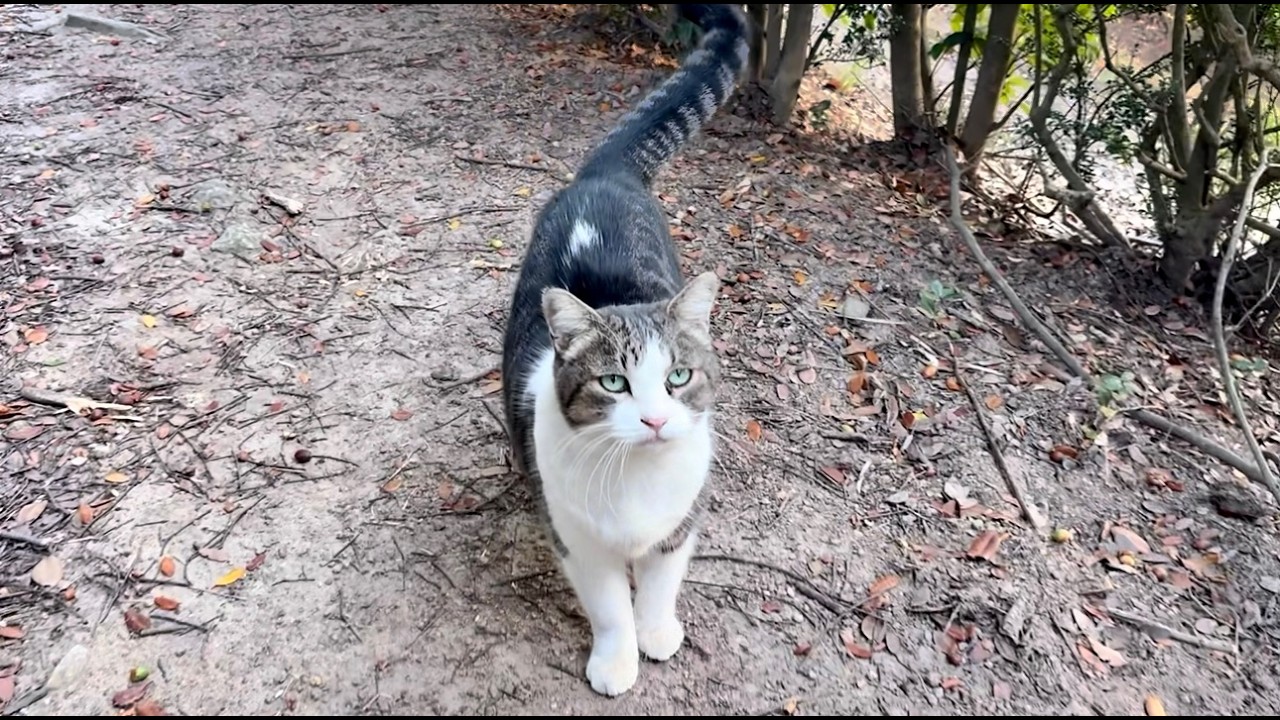 会えた喜びを全身で表してくれる人懐っこくてかわいい猫ちゃん