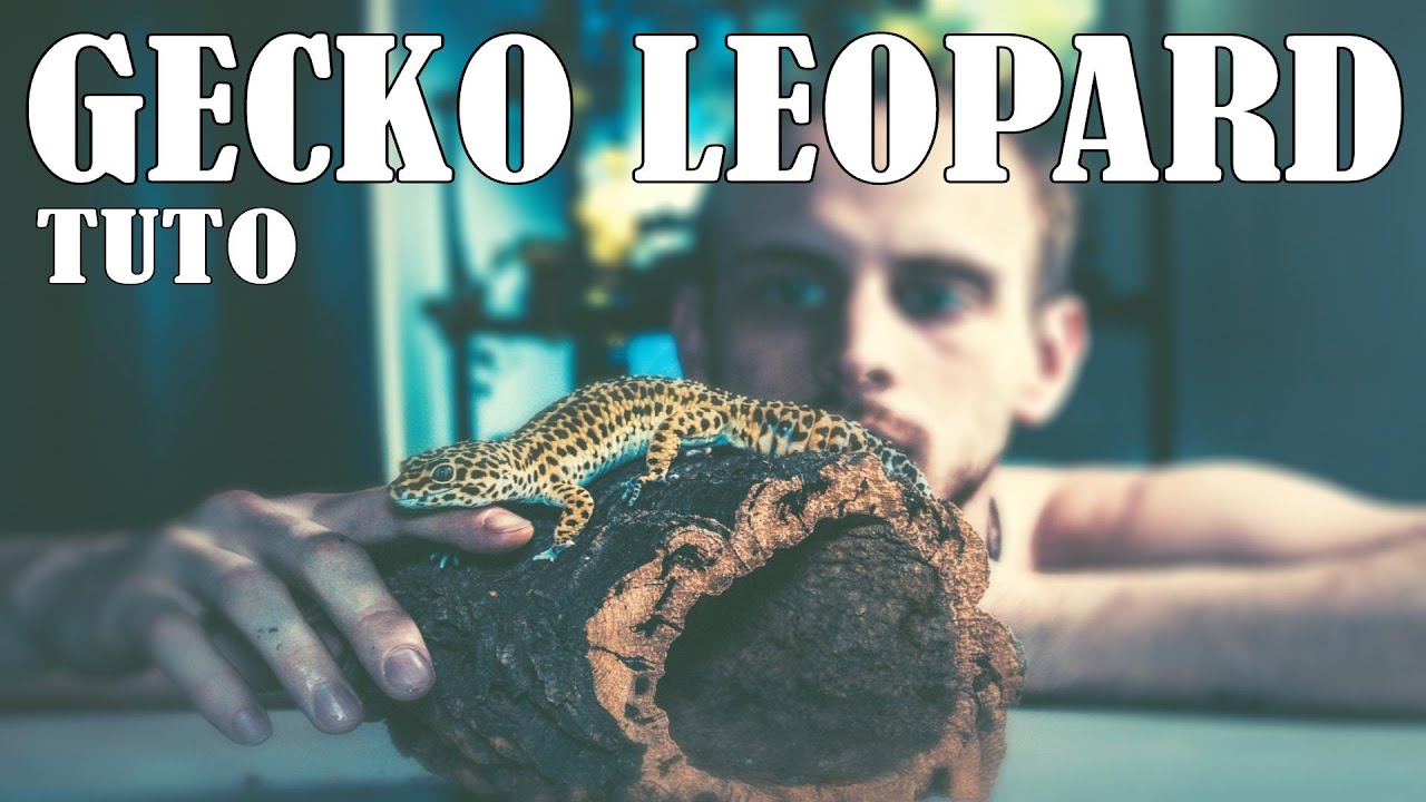 TUTO GECKO LEOPARD !! - Alex&reptiles