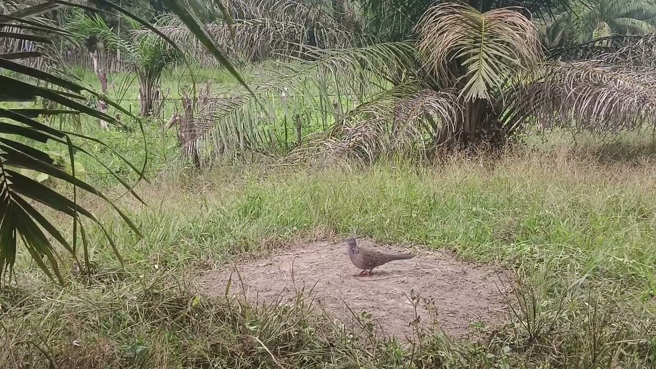 Di hutan, nopan