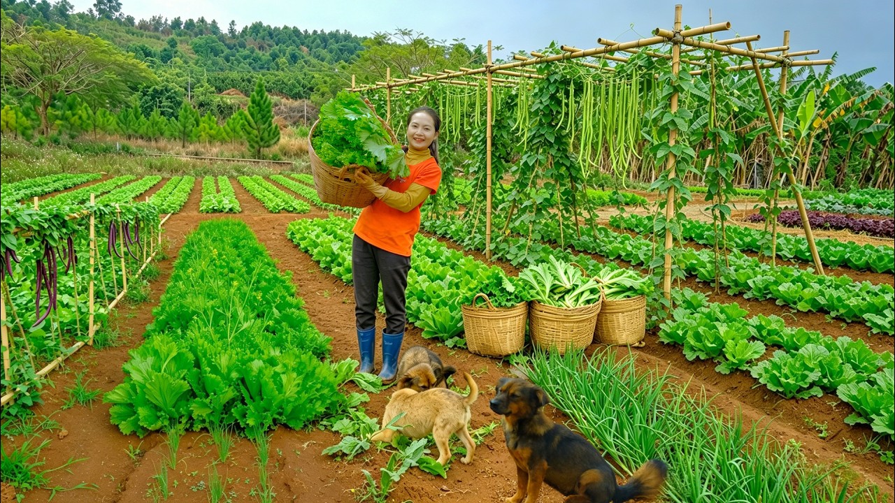 Harvest Mustard Greens After 45 Days Goes To The Market Sell &ndash; Cook Daily, Garden, And Raise Animals