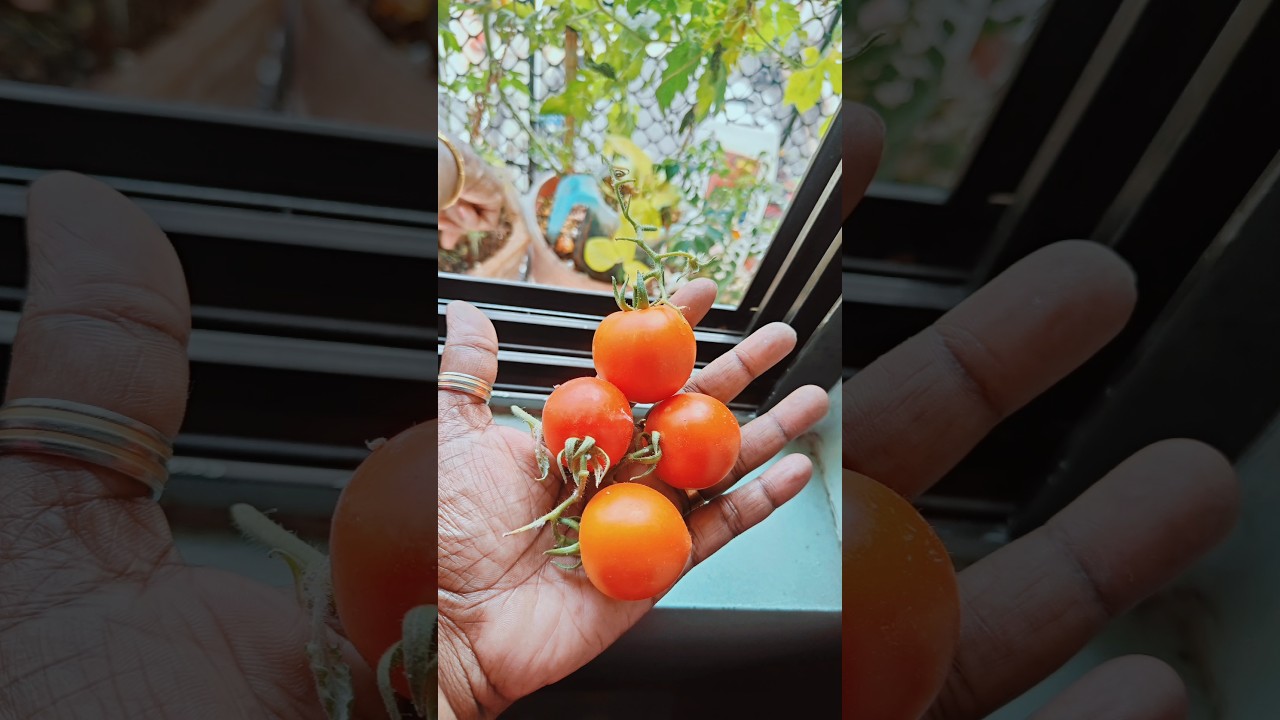 🍅Fresh Tomatoes Farm#shorts #viral_video #tomato