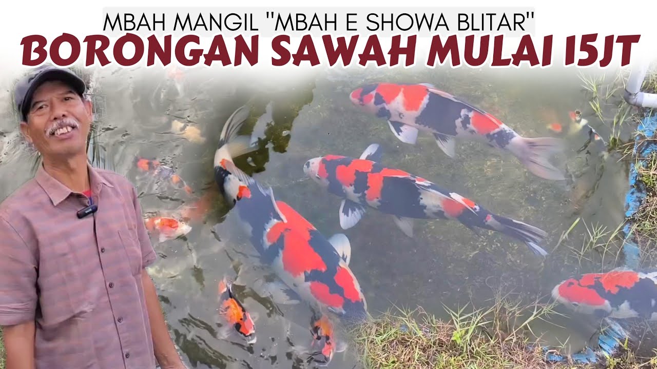 Segini Harga Borong Kolam Showa Mbah Mangil Blitar❗