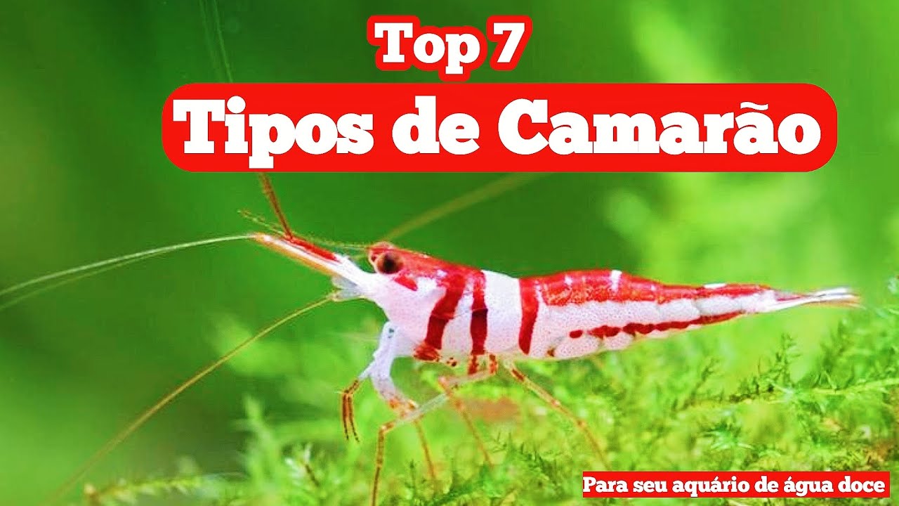 7 CAMARÕES QUE VAI DESTACAR EM SEU AQUARIO ( MAIS RAROS ATE OS COMUNS )