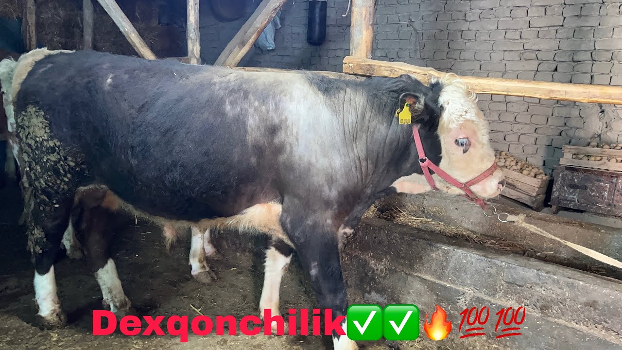 Dexqondan toza qonli mikkimavus buqa sotiladi✅✅👍👍💯💯🔥🔥🤝🤝