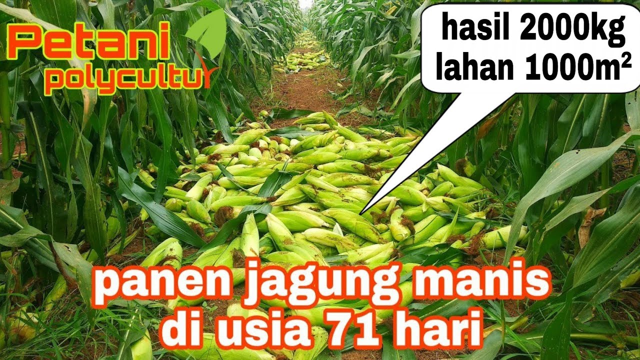 pemanenan jagung manis tahap pertama (bag 18)
