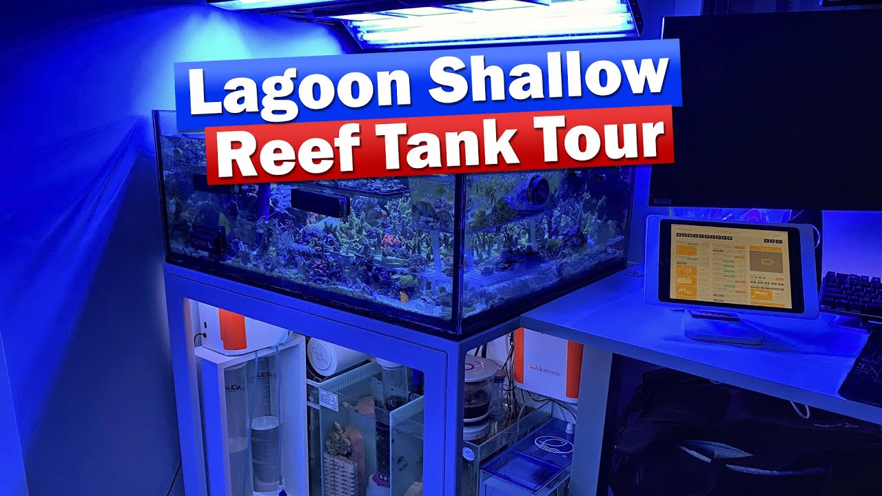 ReefDudes Lagoon Frag Tank Tour and Saltwater Aquarium update!
