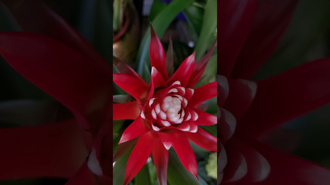 Guzmania conifera 