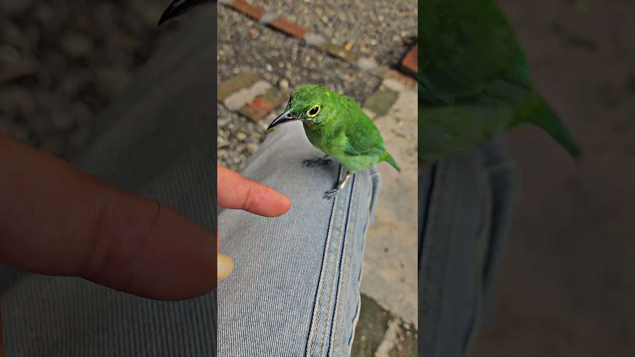 cucak ijo rasa terwulu😁