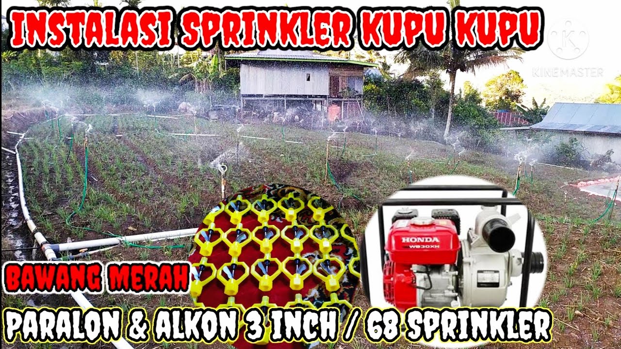 sprinkler Instalasi penyiraman bawang merah menggunakan Sprinkler Kincir air kupu & Alkon Honda 3 in