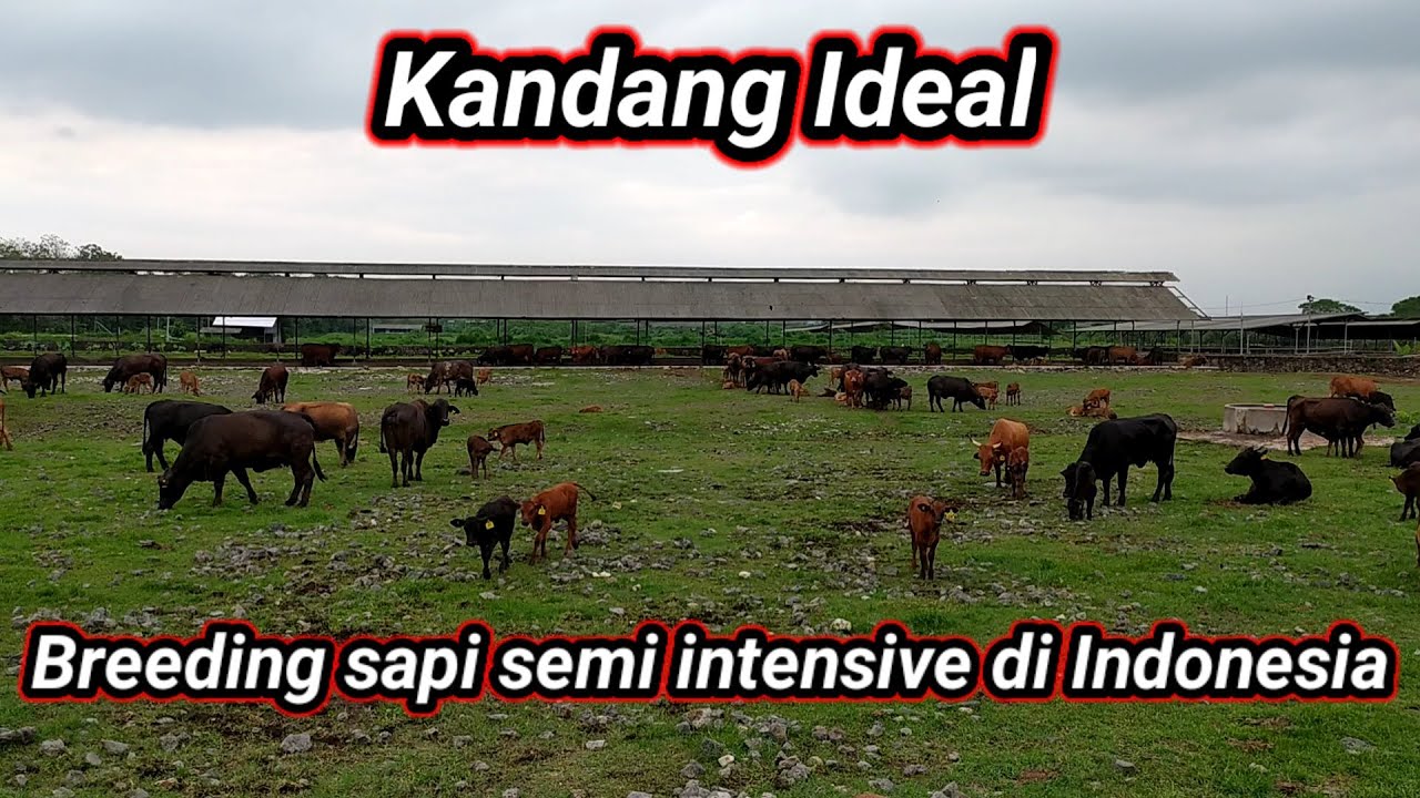 Kandang Ideal breeding sapi semi intensive di Indonesia