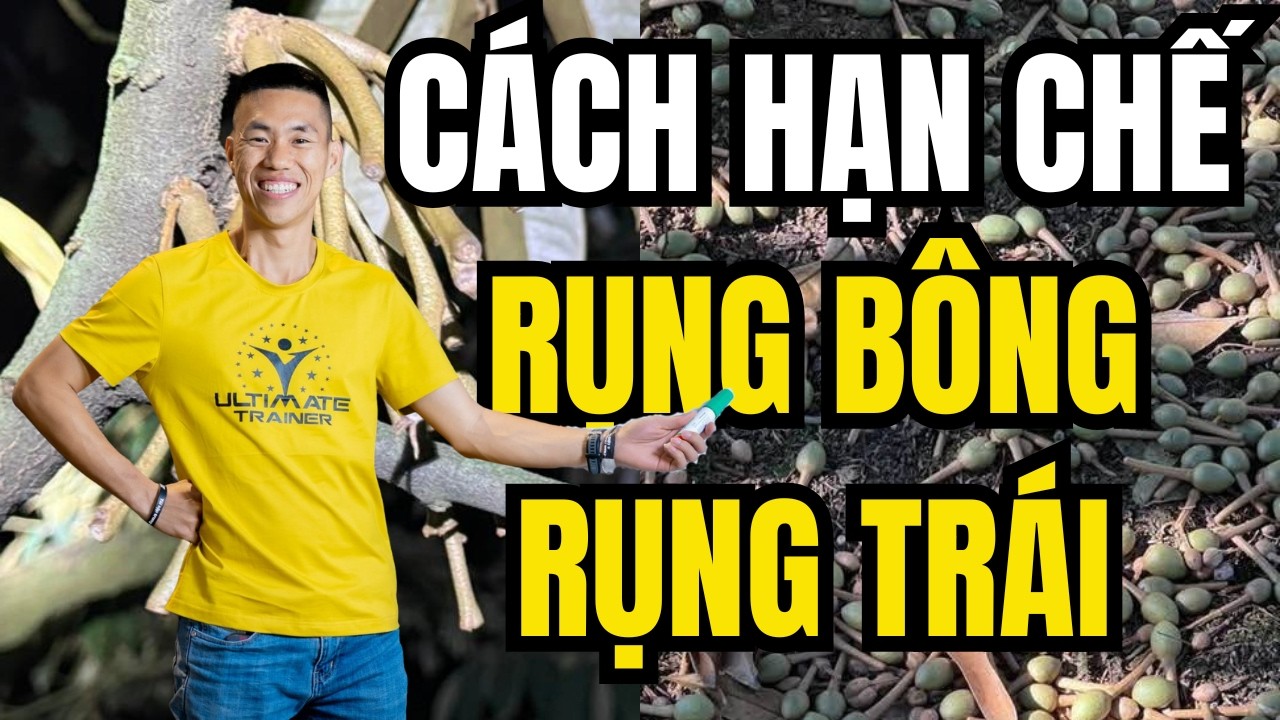 Cách hạn chế rụng trái sầu riêng bằng việc sử dụng siêu keo canxibo hữu cơ | Phạm Đức Thiện