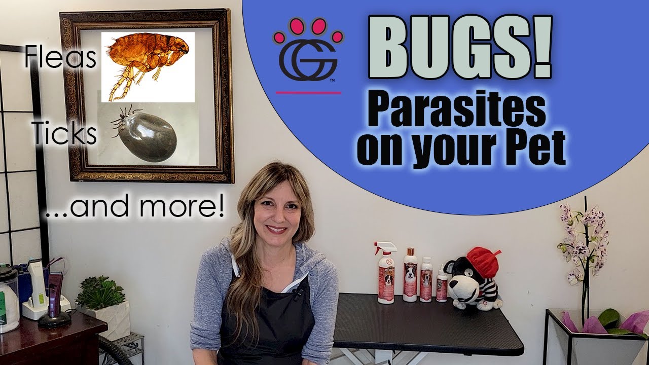 BUGS! - Parasites and how Groomers help deal with them (with Bio-Groom Flea, Tick & Mite products!)