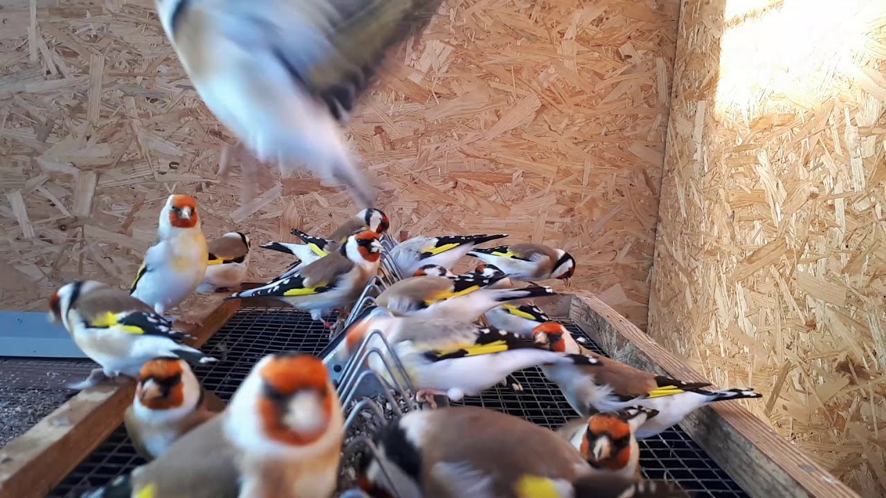 Szczygły syberyjskie 2018