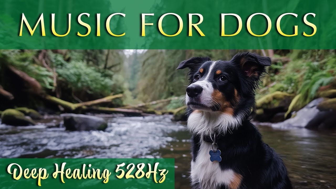 Deep Healing Music for Dogs 🐾 528Hz Miracle Tone