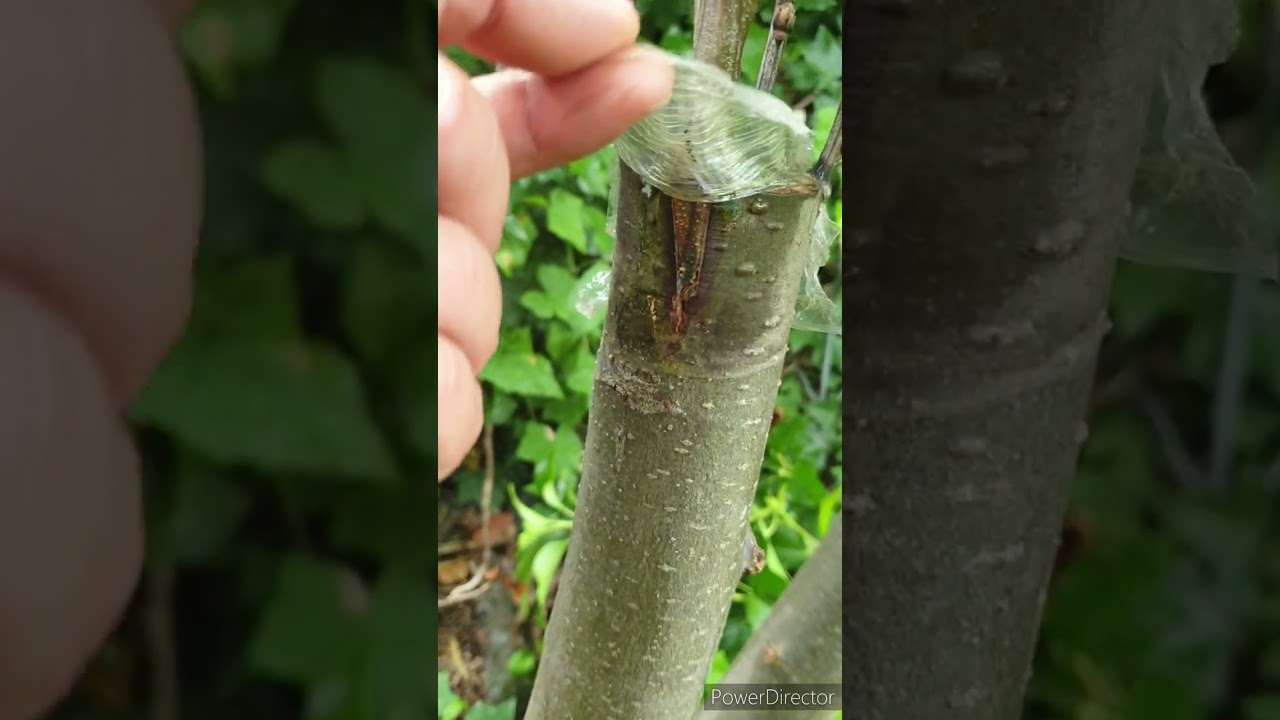 innesti di castagno a corona e a spacco