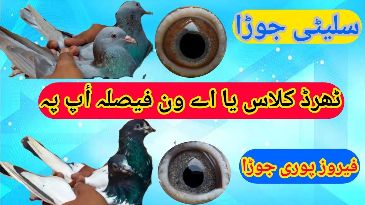 Ferozpuri saleti kamagar ka Shok | rwpbreederpigeon