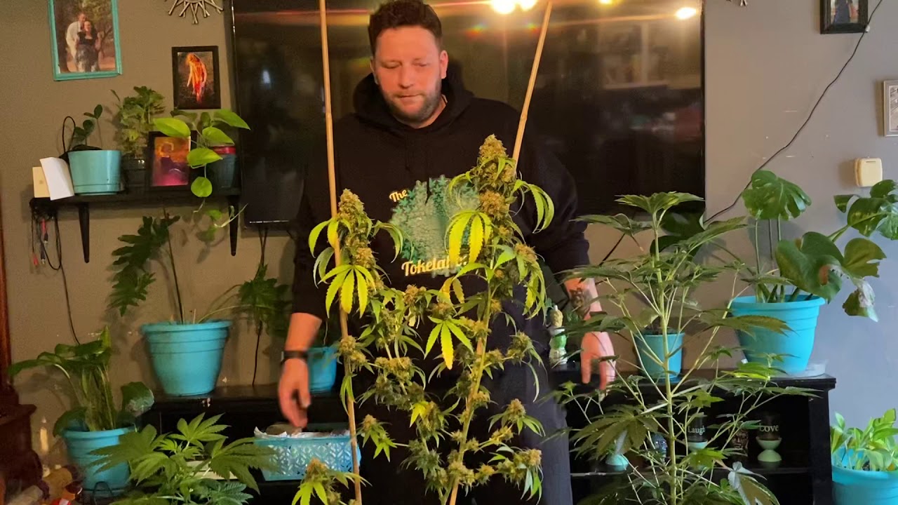 Cherry Limeade Strain