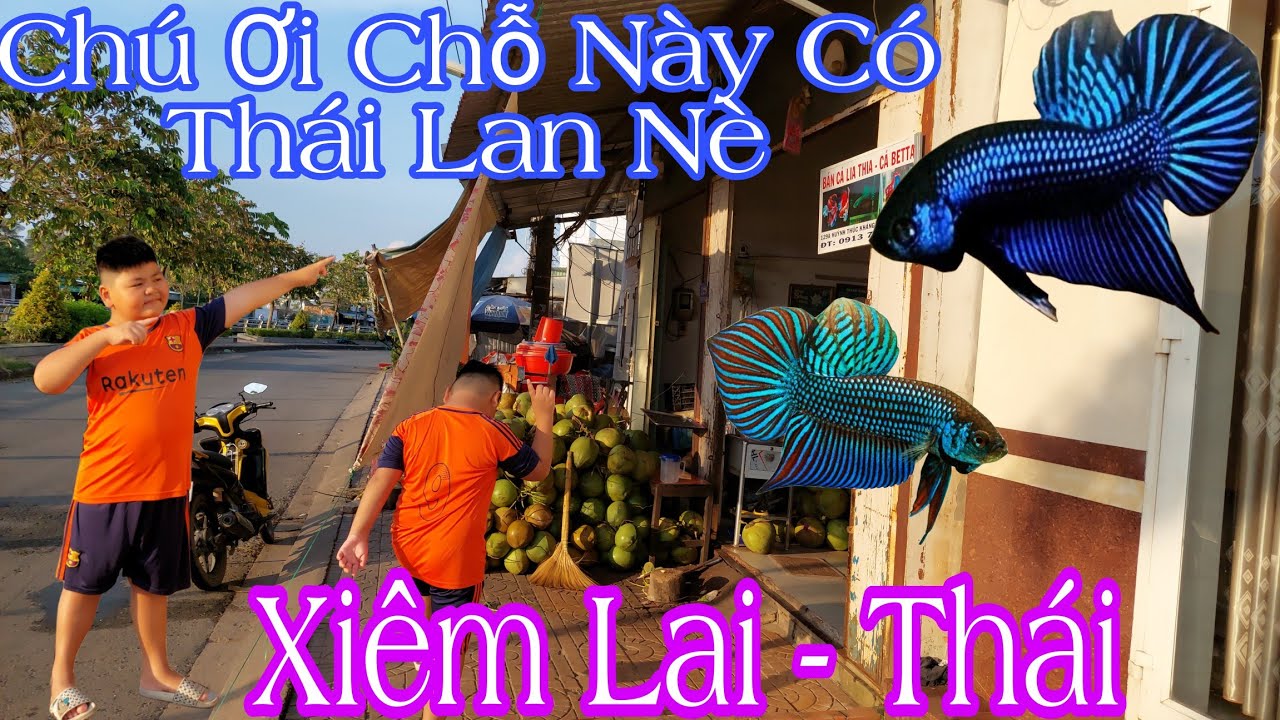 Được Cậu Bé Chỉ Điểm Mua Cá Lia Thái Và Cá Xiêm Lai Mahachai