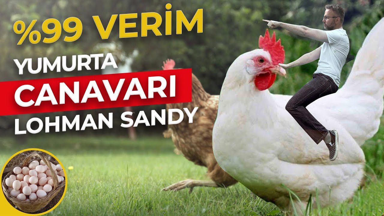 YUMURTA CANAVARI LOHMAN SANDY | %99 YUMURTA VERİMİ | YUMURTA TOPLAMA | #hayvancılık #tavuk #para