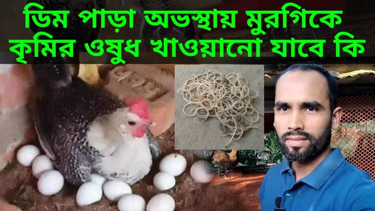 ডিম পাড়া অভস্থায় মুরগিকে কৃমির ওষুধ খাওয়ানো যাবে কি।shomoy agro farm