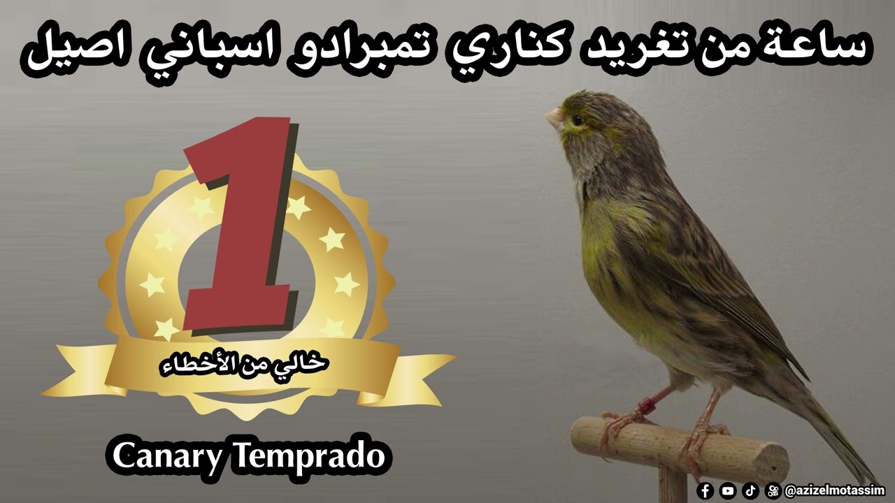 ساعة من تغريد  كناري  تمبرادو  اسباني  اصيل