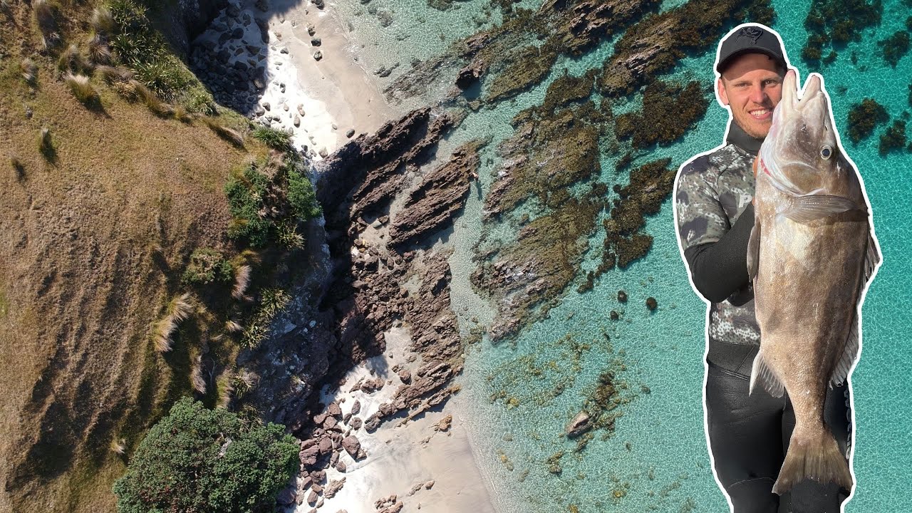 WEEDLINE TRIFECTA- BEST Day Spearfishing EVER! Most Boarfish Ever Seen Plus Tarakihi and John Dory