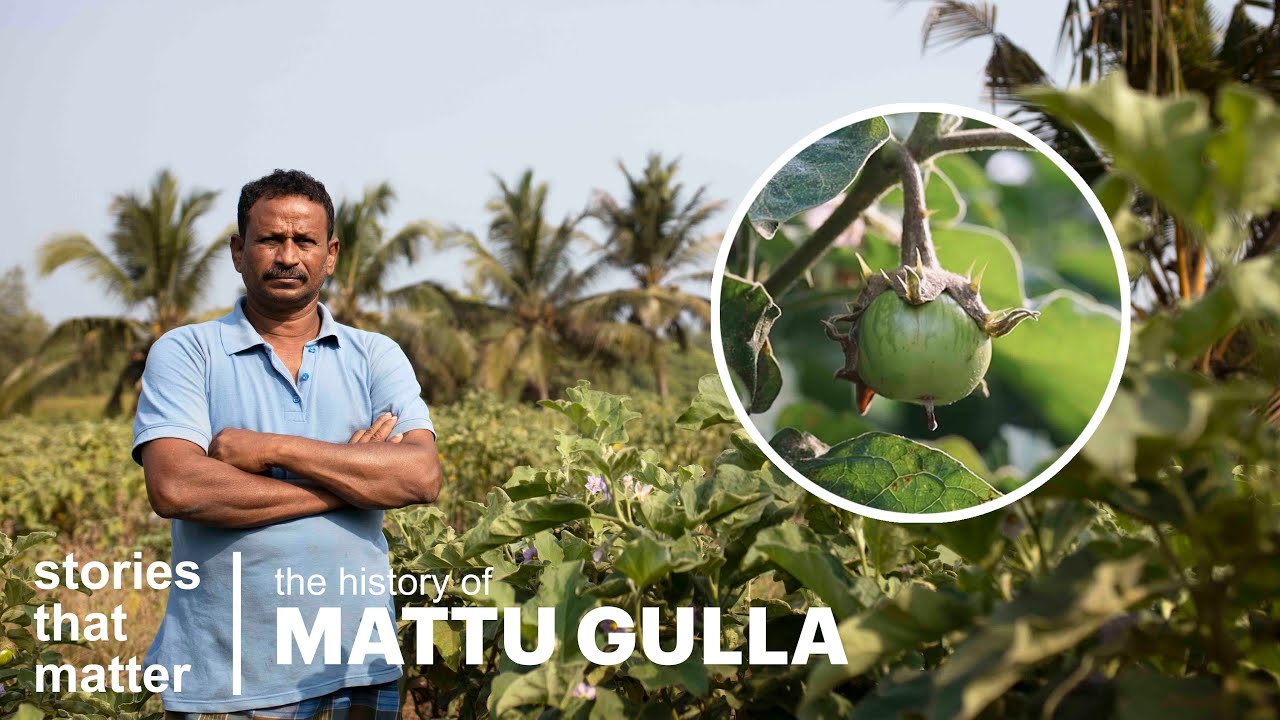 Why this brinjal is only grown in Mattu? | History of Mattu Gulla | Stories That Matter