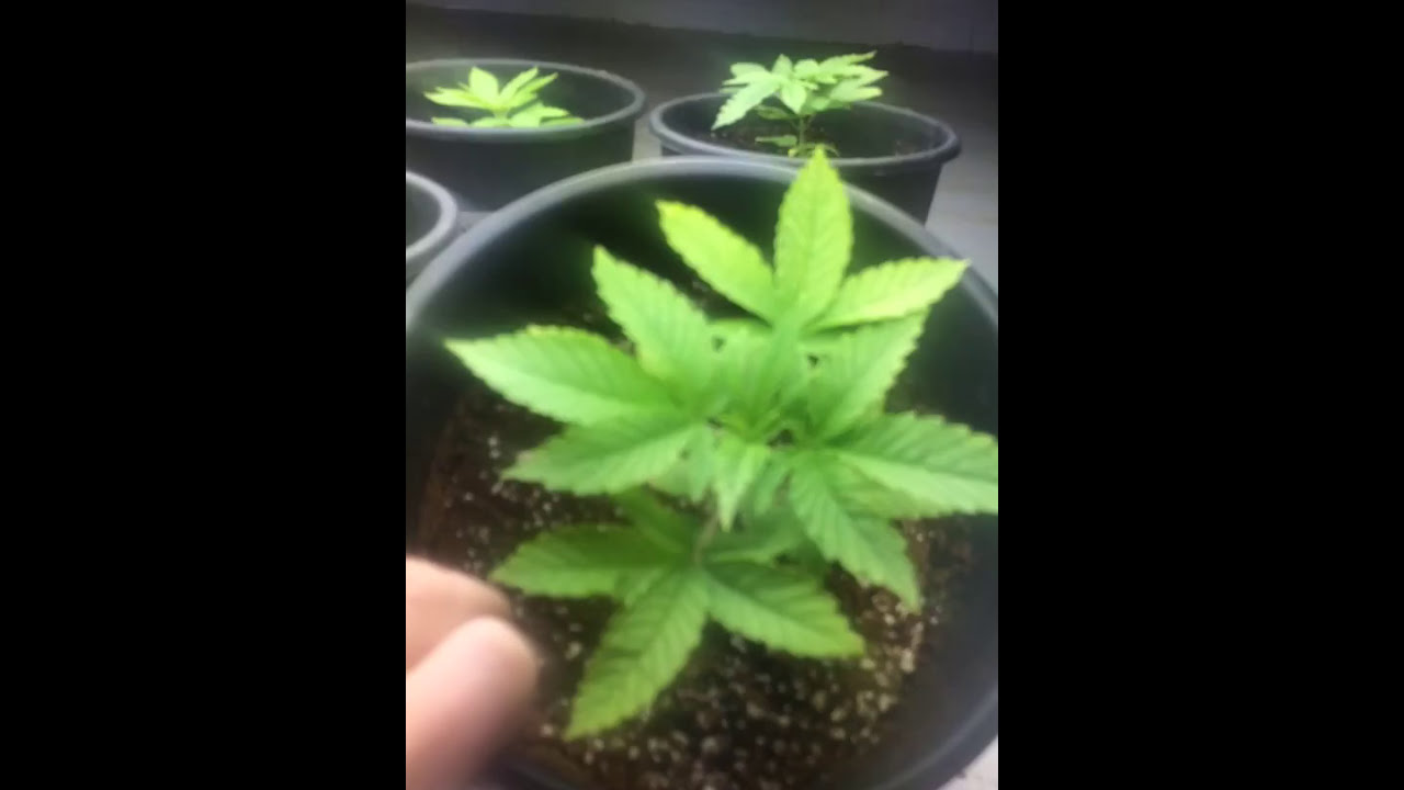Indoor Legal Marijuana grow. Medical Marijuana grow. Growing Chronicles # 3.