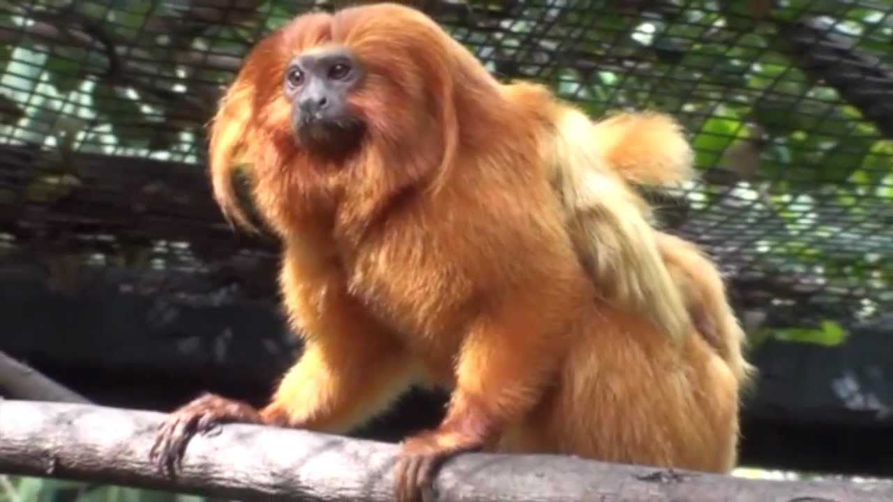 Meet the Golden Lion Tamarin Family at the Palm Beach Zoo