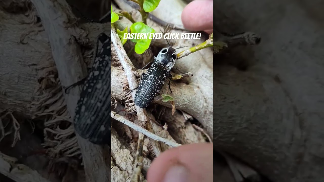 Eastern Eyed 👀Click Beetle🐞🪲 Wow So Cool 👀