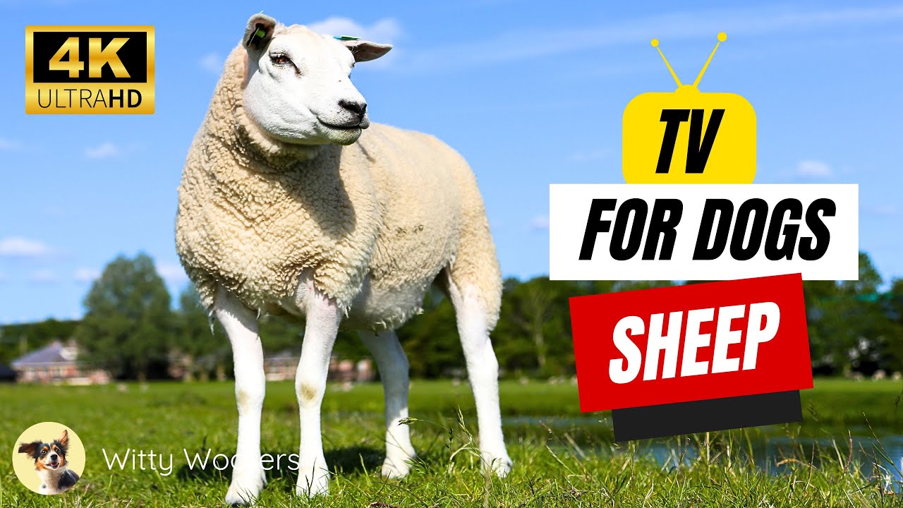 TV for Dogs! 🐾 Relaxing Dog TV Sheep for Dogs to Watch 🐶 Witty Woofers