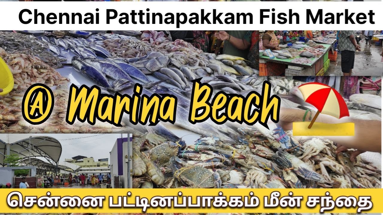 சென்னை பட்டினப்பாக்கம் மீன் சந்தை முழு  பதிவு - CHENNAI PATTINAPAKKAM FISH MARKET VLOG