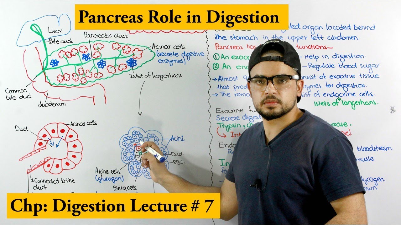 Pancreas and its functions