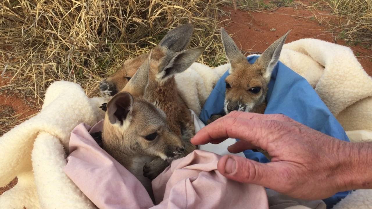 Baby Kangaroo Orphan Barry Meets His New Siblings || ViralHog