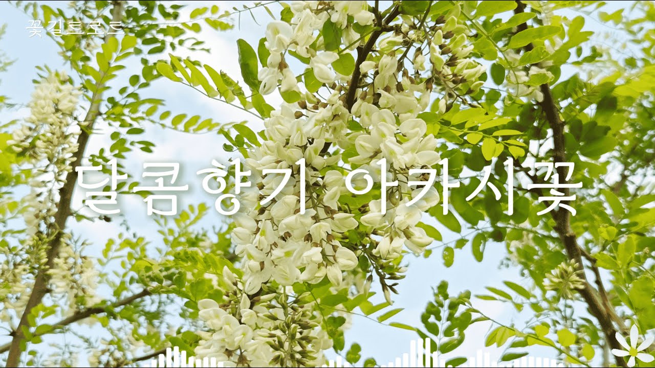 달콤향기 아카시꽃 (Black Locust) - 꽃님 Kkot Nim