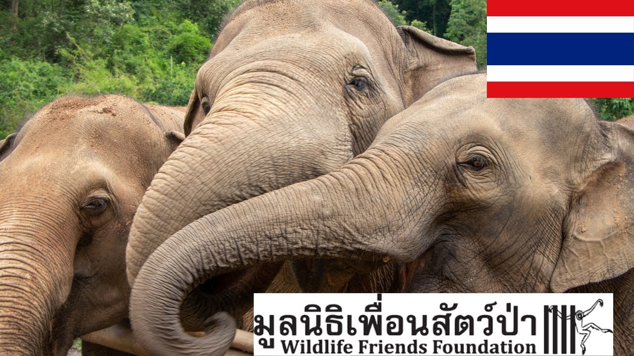 The Wildlife Friends Foundation Thailand