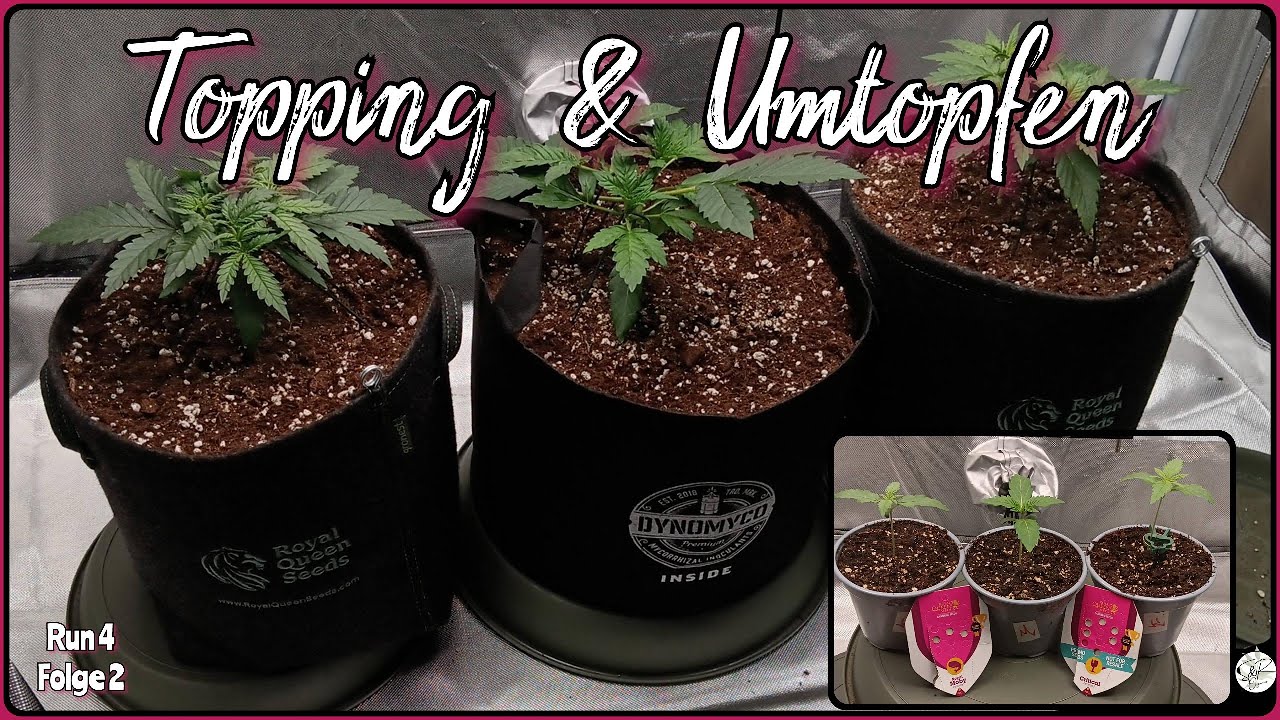Royal Queen Seeds CRITICAL & White Widow x Haze Spider Farmer Setup Topping & umtopfen meiner Ladys