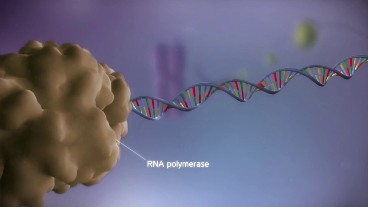 Transcri&ccedil;&atilde;o g&ecirc;nica: do DNA ao RNA em 3D